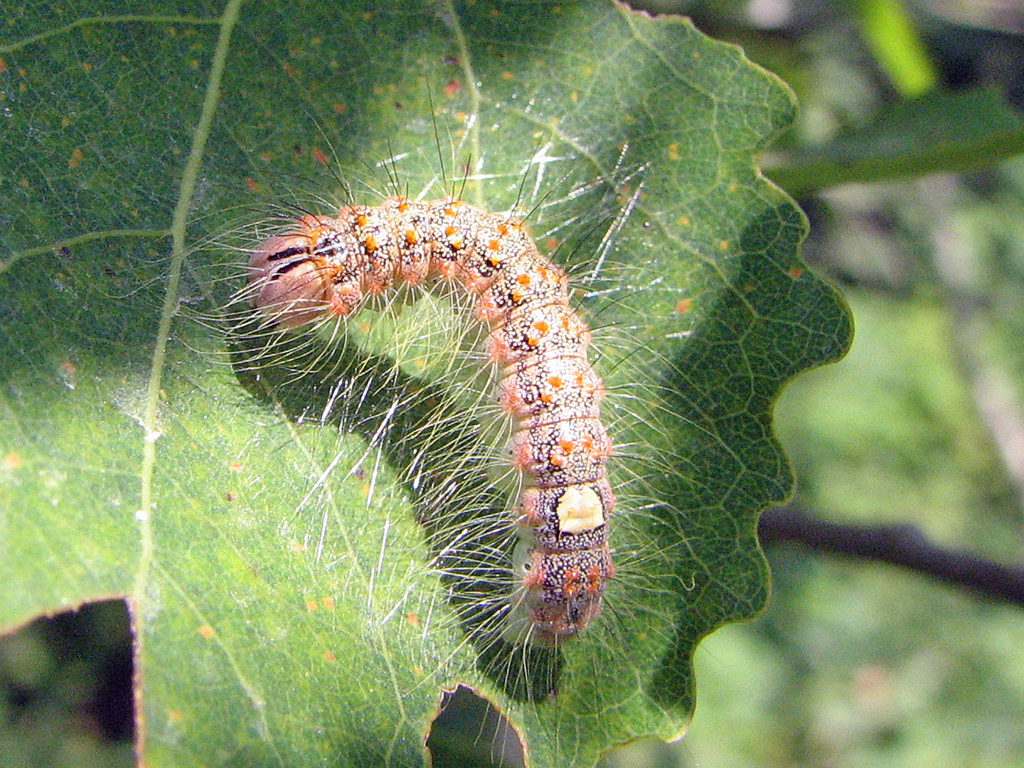 Großkopf-Rindeneule (Subacronicta megacephala)