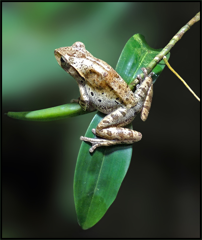 Großkopf-Ruderfrosch - Polypedates megacephalus