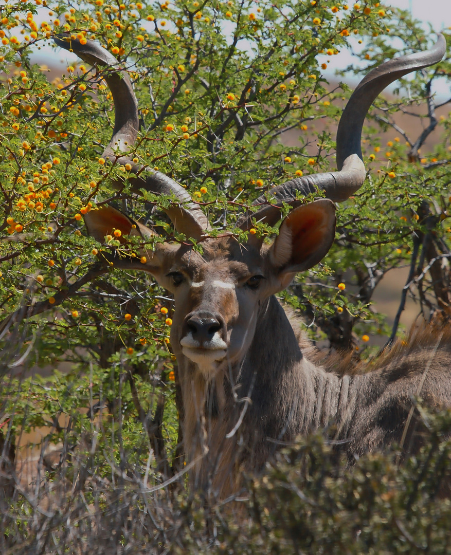 Großkudu - Tragelaphus strepsiceros