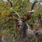 Großkudu - Tragelaphus strepsiceros