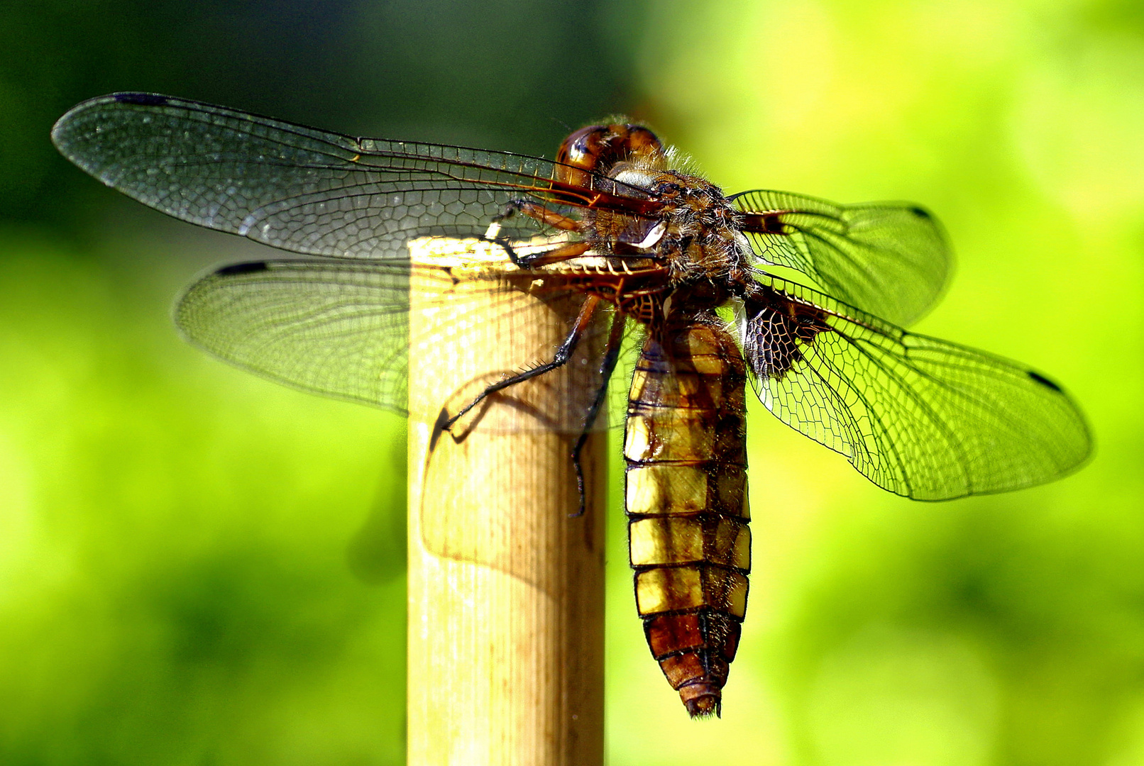 Großlibelle 2 Foto & Bild tiere, wildlife, libellen Bilder auf
