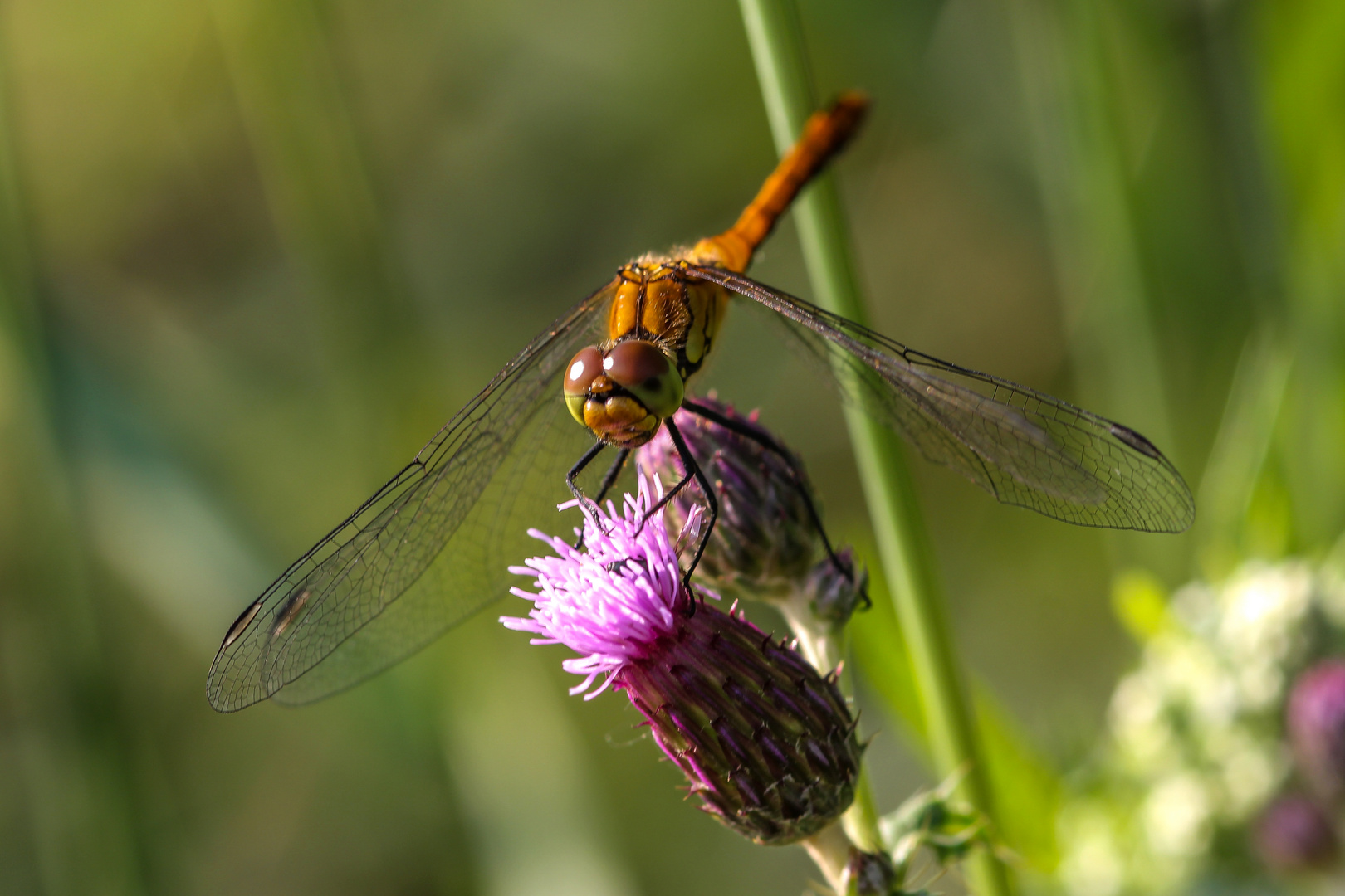 Großlibelle