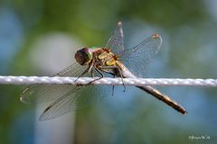 Großlibelle