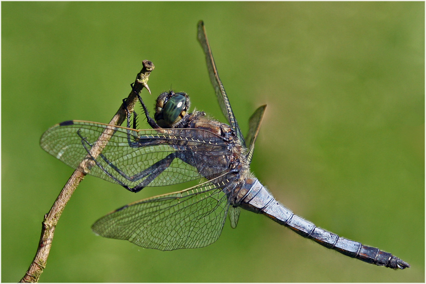 Großlibelle