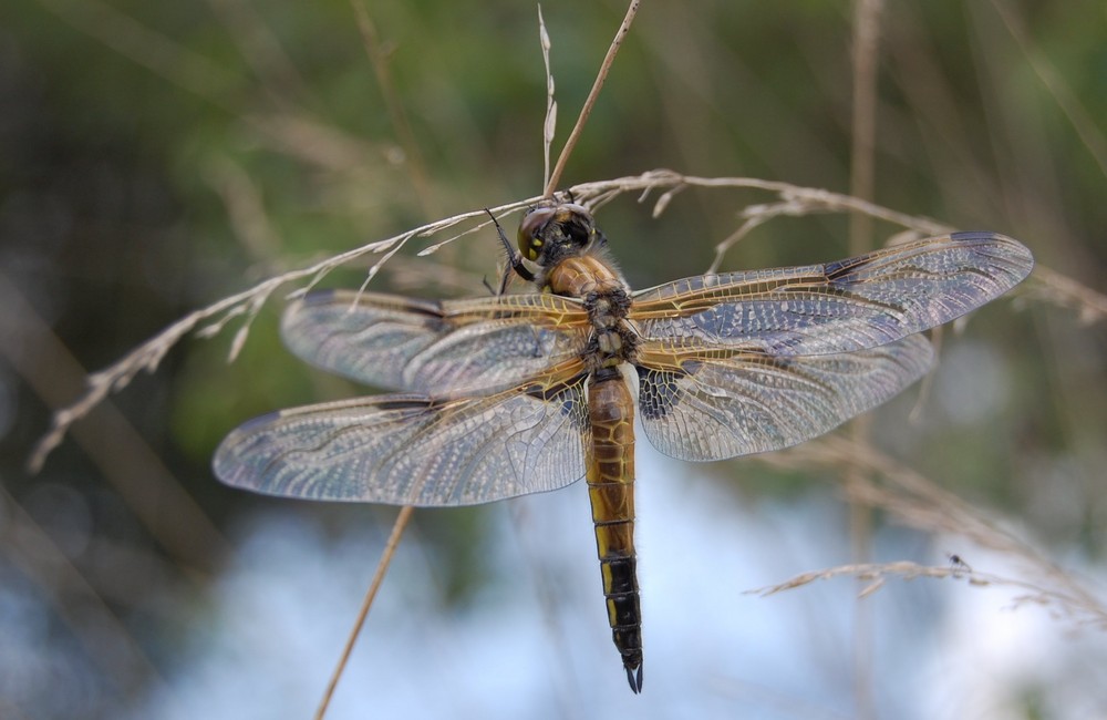 Großlibelle