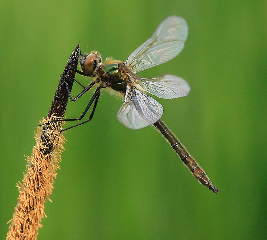 Großlibelle