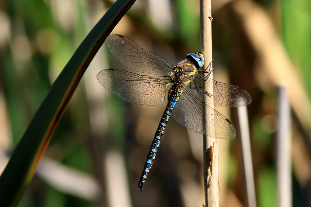 Großlibelle