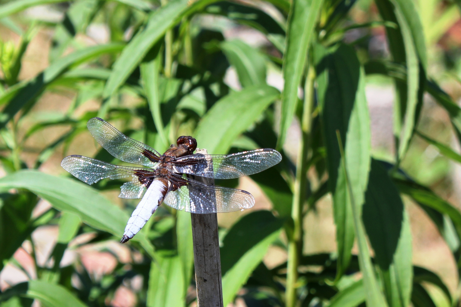 Großlibelle