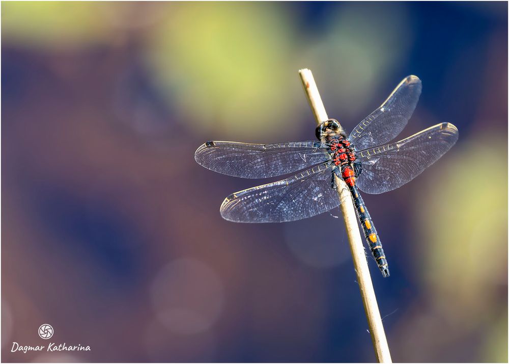 Grosslibelle