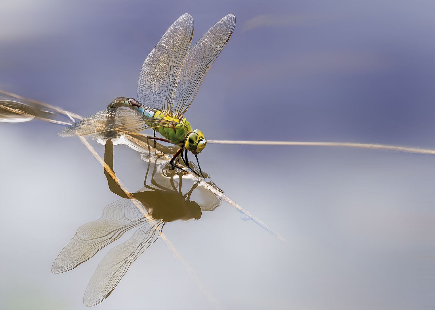 Großlibelle