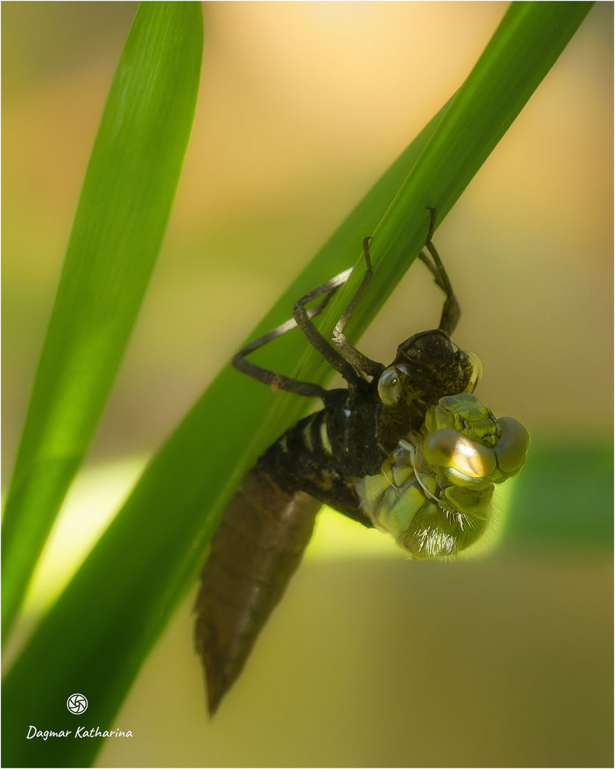 Großlibelle