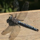 Großlibelle Aeshna caerulea, Alpenmosaikjungfer m