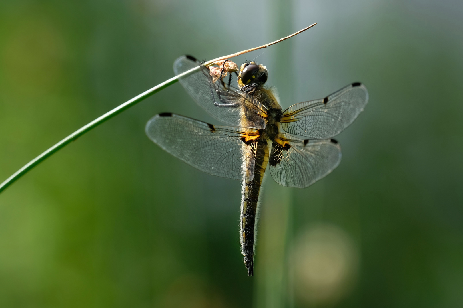 Großlibelle am Gartenteich Foto & Bild tiere, wildlife, libellen