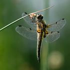 Großlibelle am Gartenteich