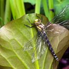 Grosslibelle am kleinen Gartenteich kurz vor dem ersten Abflug