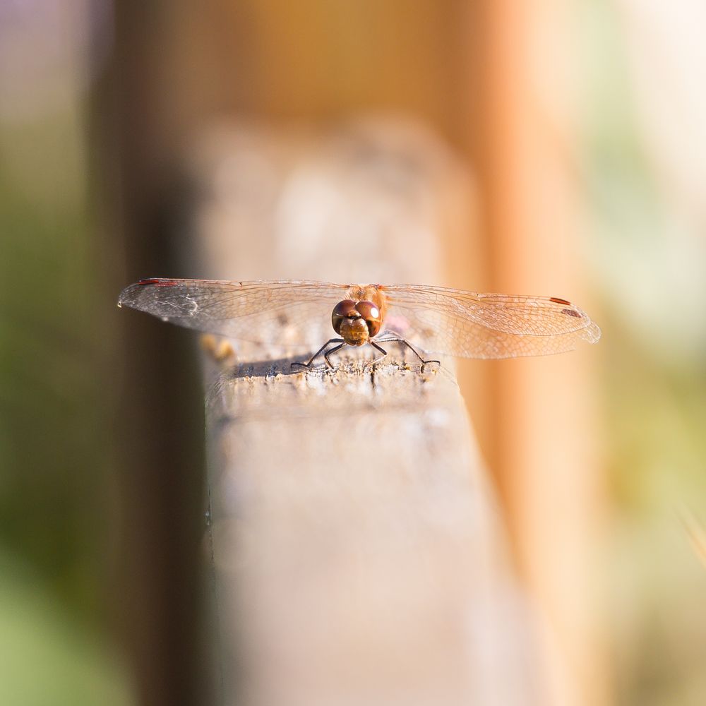 Großlibelle am Stockweiher