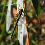 Großlibelle am Trauerweidenblatt 