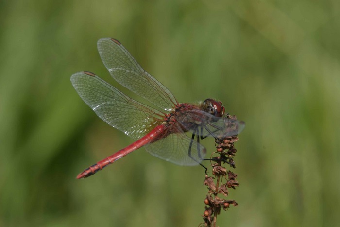 Großlibelle auf den Azoren 2