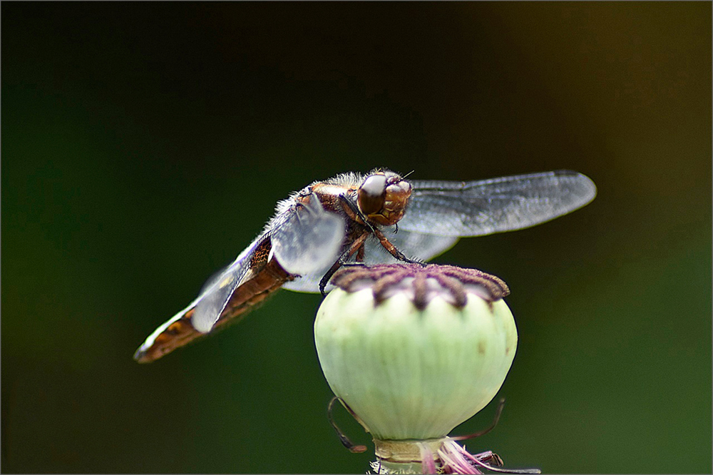 Großlibelle