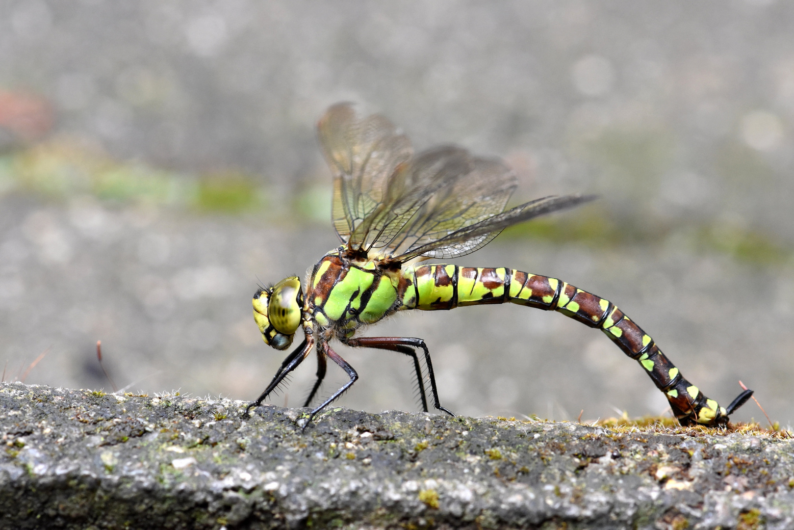 Großlibelle bei Eiablage