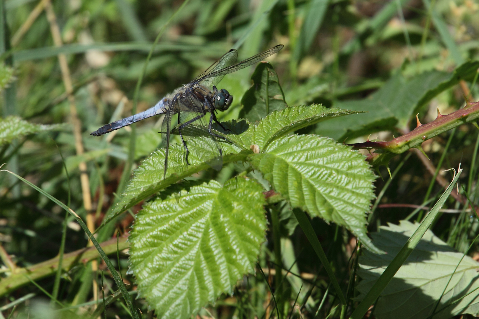 Großlibelle