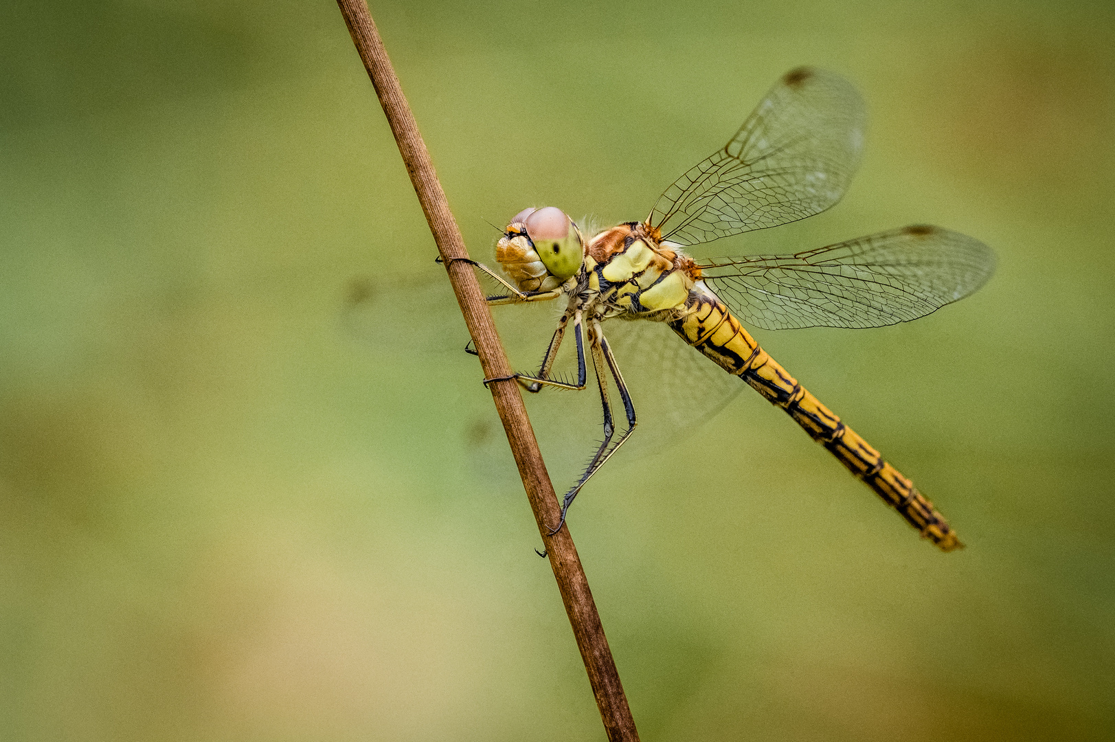 Grosslibelle