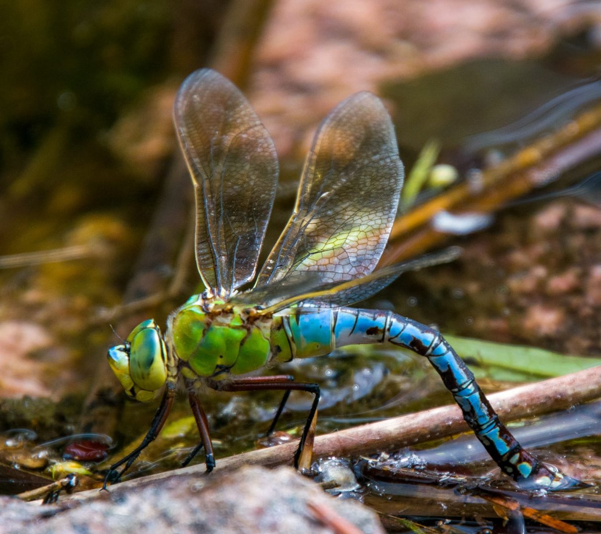 Großlibelle 