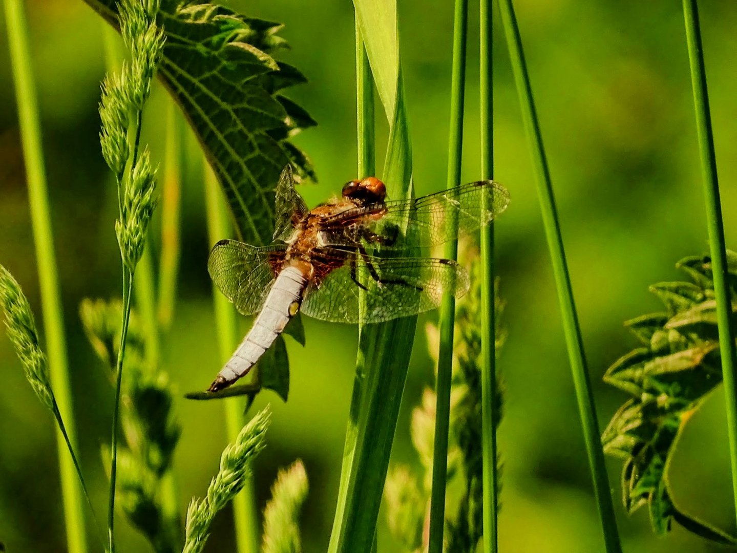 Großlibelle