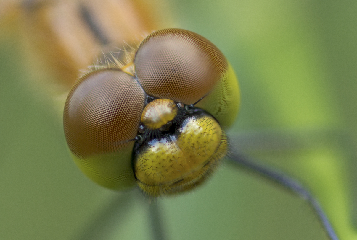 Großlibelle - Dragonfly - Anisoptera