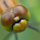 Großlibelle - Dragonfly - Anisoptera