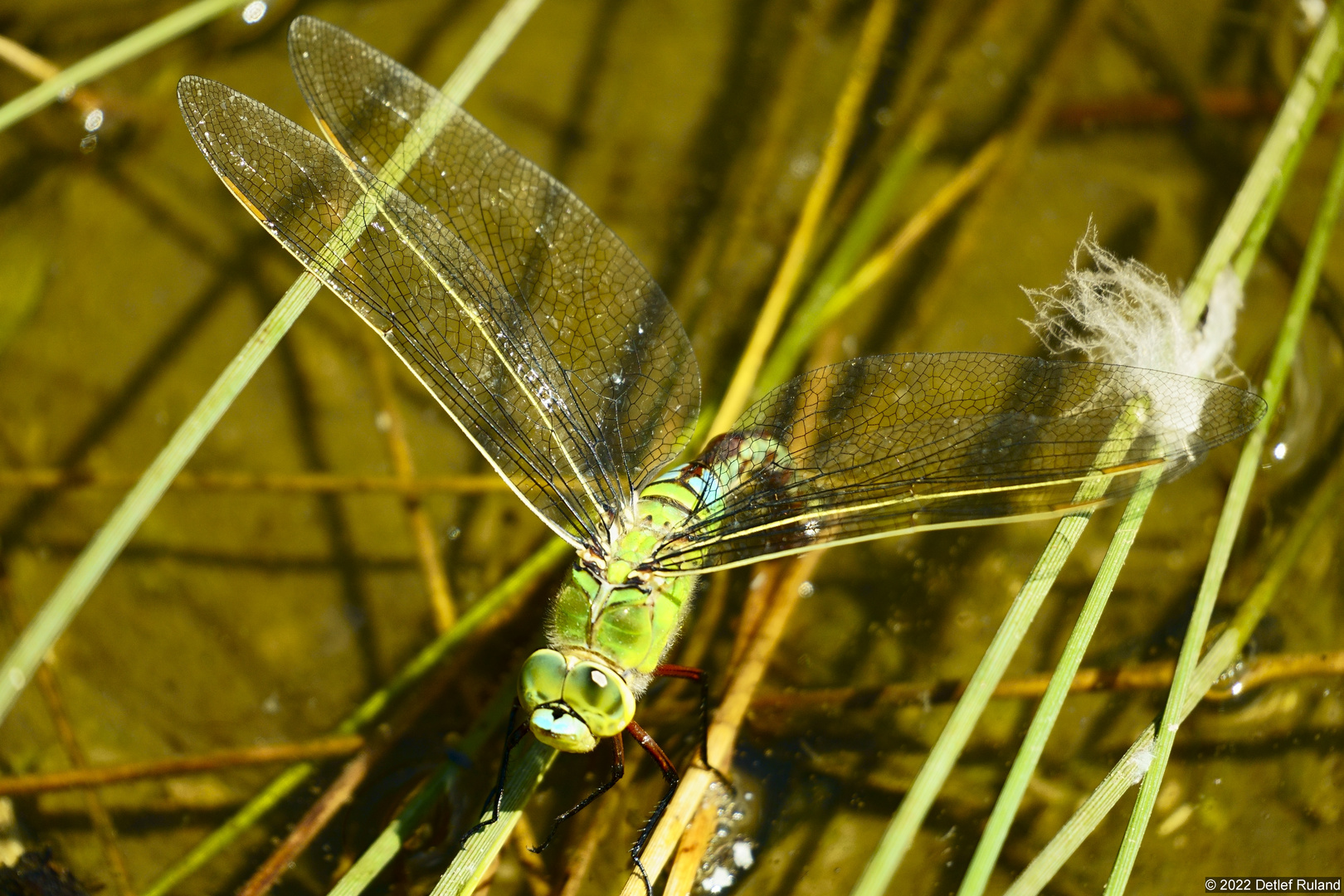 Großlibelle # Eiablage - 1