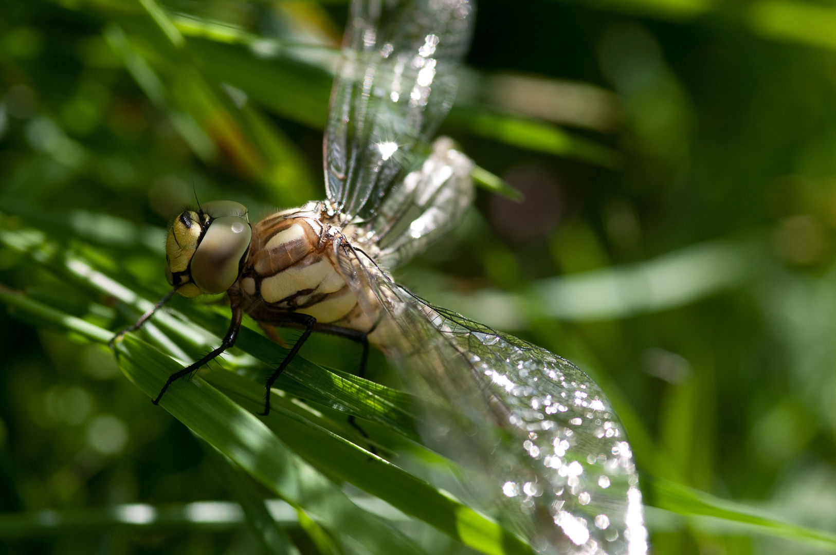 Großlibelle einige Zeit nach dem Schlupf