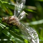 Großlibelle einige Zeit nach dem Schlupf