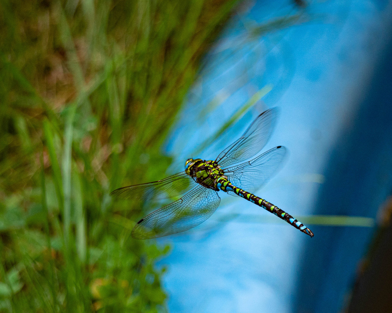 Grosslibelle