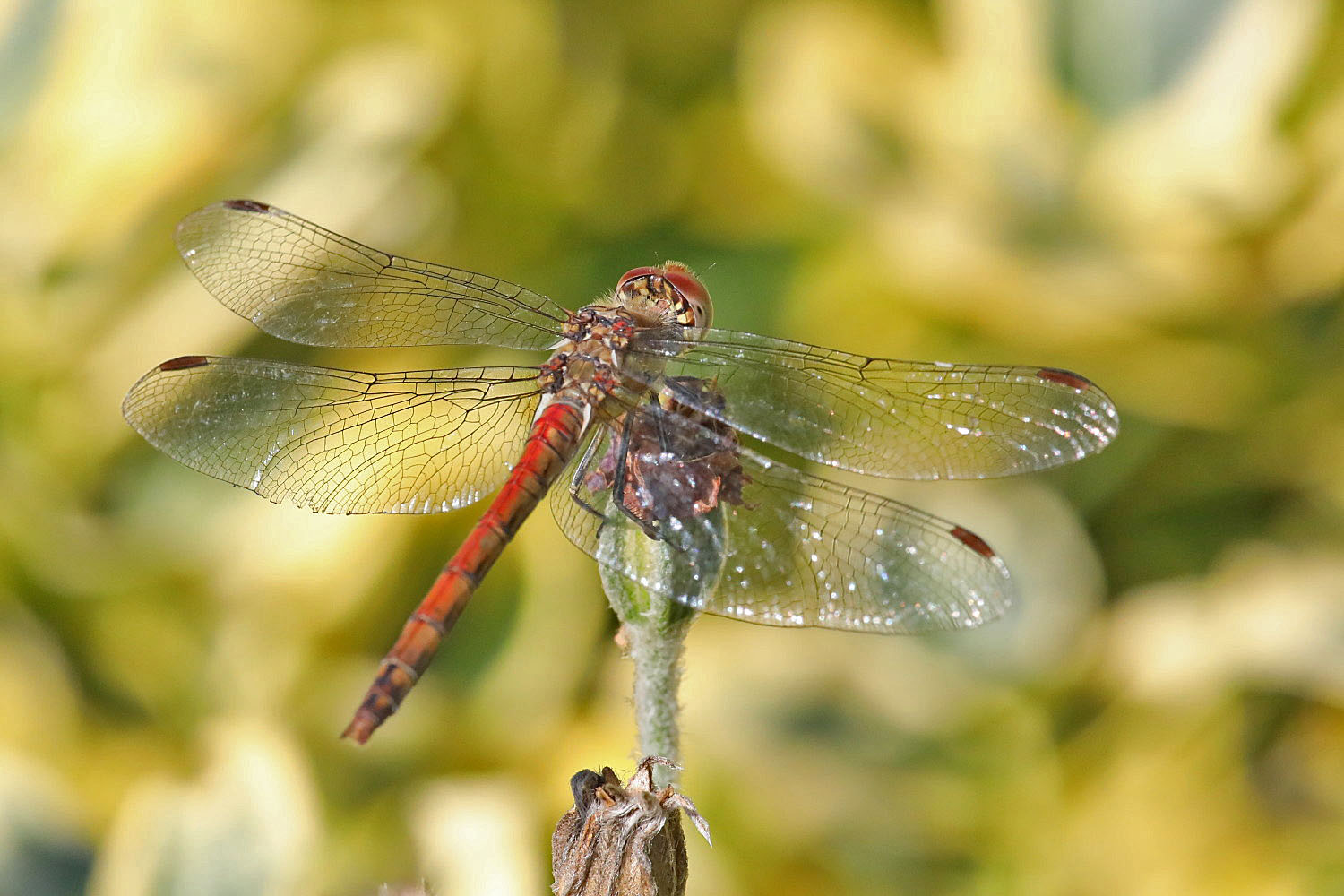 Großlibelle