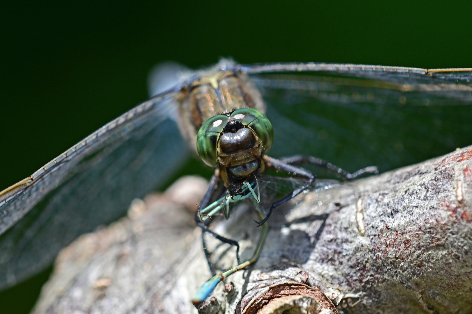 Großlibelle frisst Kleinlibelle (Großer Blaupfeil Orthetrum cancellatum)