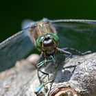 Großlibelle frisst Kleinlibelle (Großer Blaupfeil Orthetrum cancellatum)