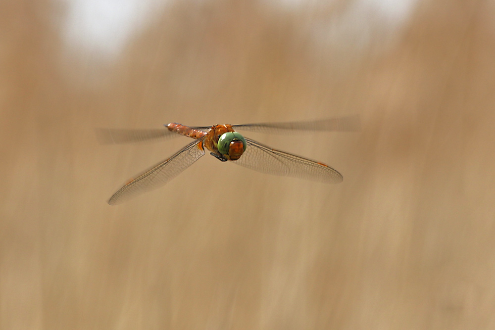 Großlibelle im Anflug