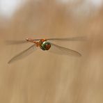 Großlibelle im Anflug