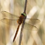 Großlibelle im Ansitz