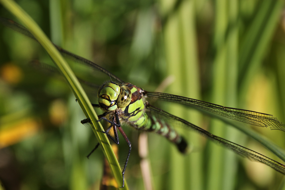 Großlibelle im Ansitz