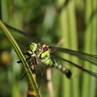 Großlibelle im Ansitz