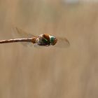 Großlibelle im Flug