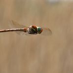 Großlibelle im Flug