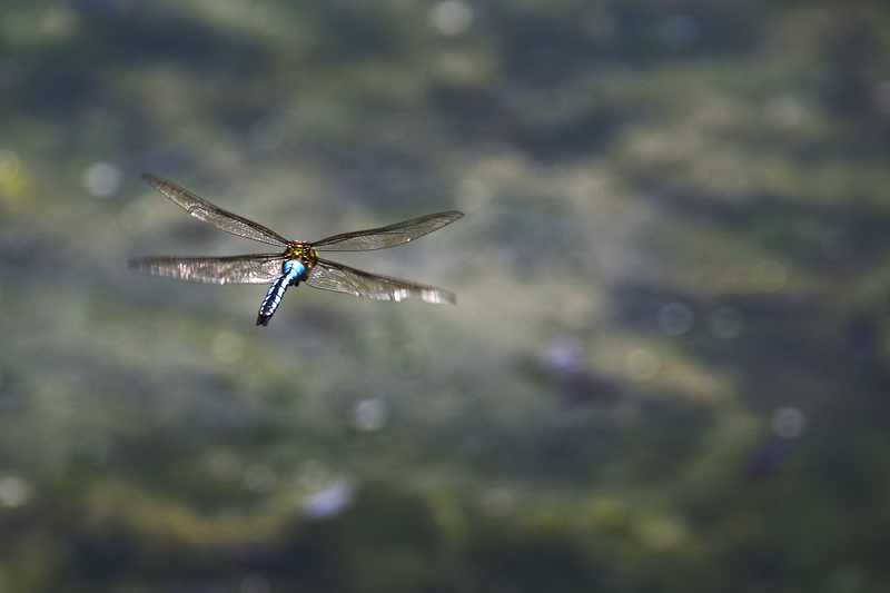 Großlibelle im Flug