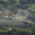 Großlibelle im Flug