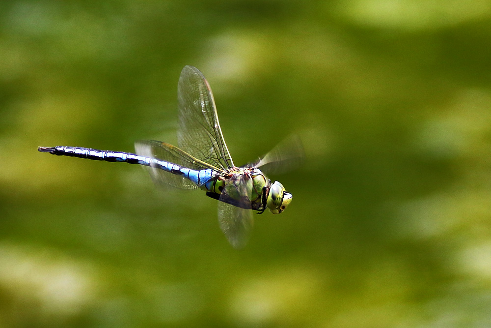 Großlibelle im Flug erwischt