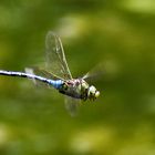 Großlibelle im Flug erwischt