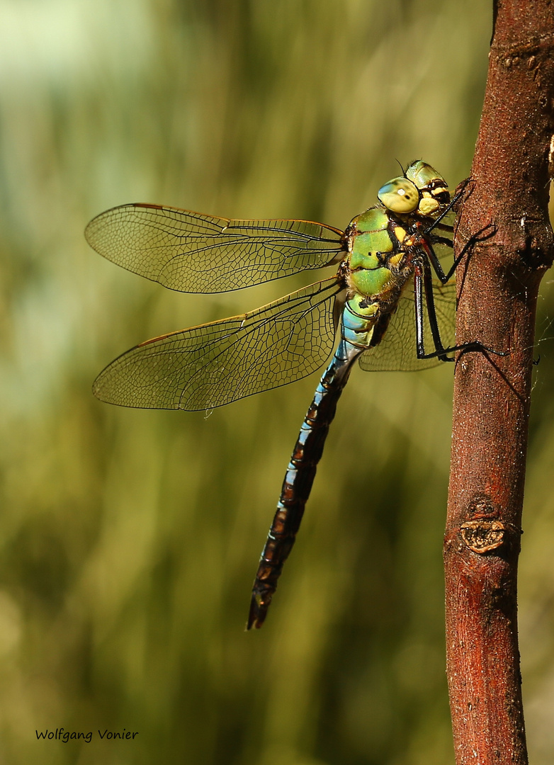 Grosslibelle-Königslibelle