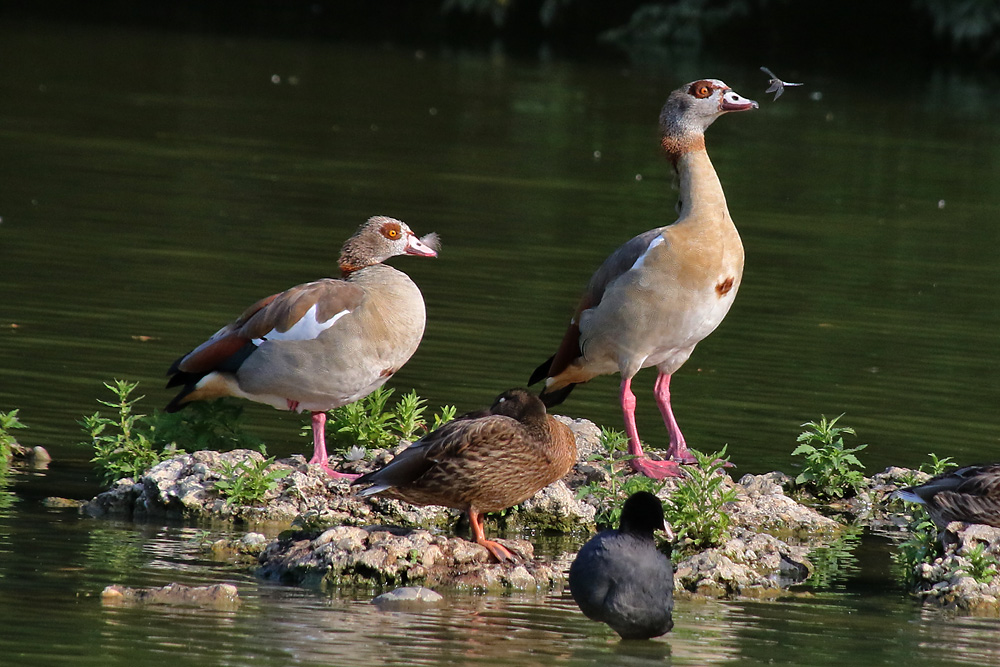 Großlibelle kurz vor dem "Landeplatz"